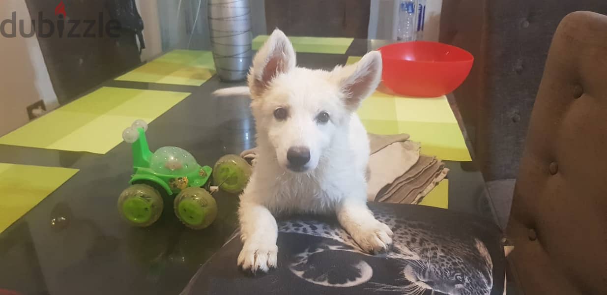 جرمن ابيض White German Shepherd 3