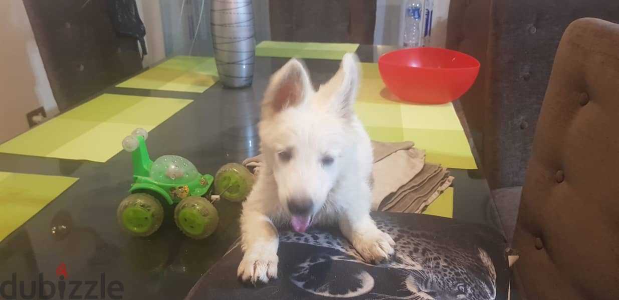 جرمن ابيض White German Shepherd 4