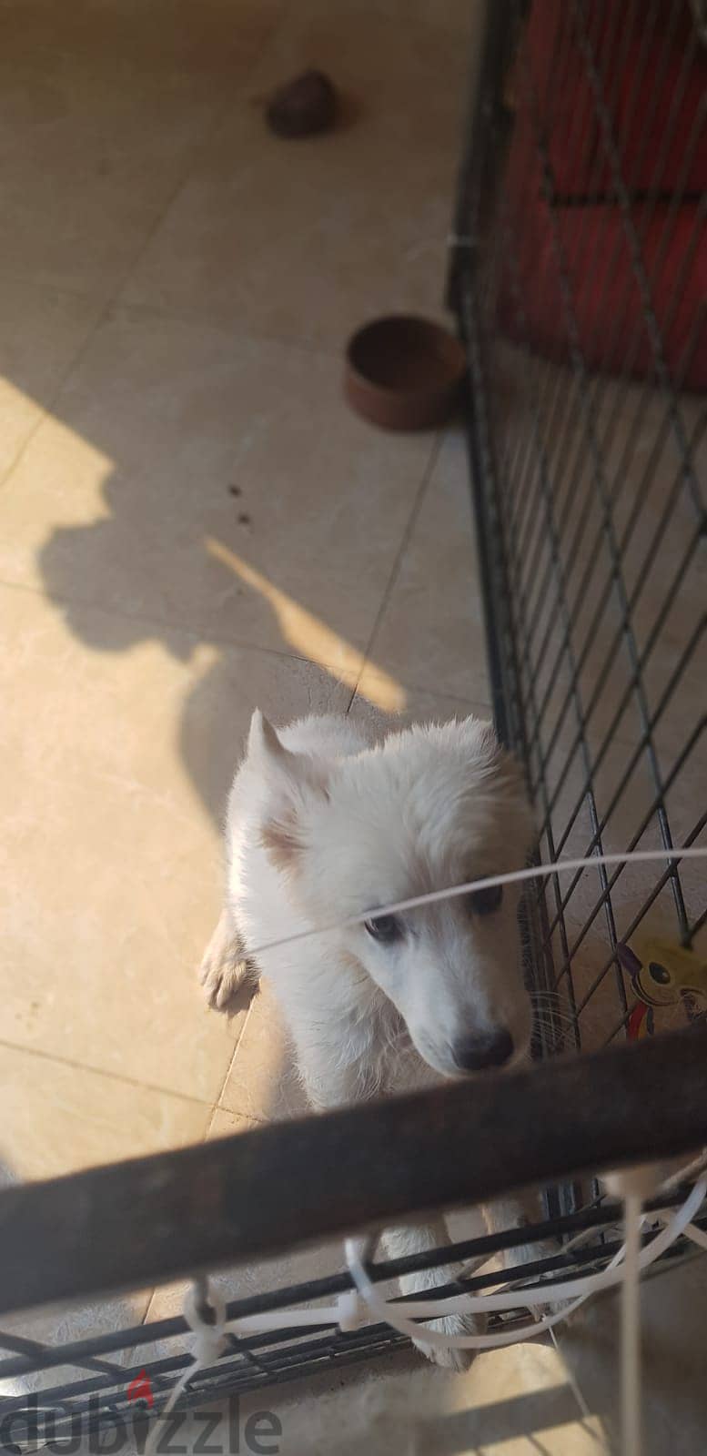 جرمن ابيض White German Shepherd 5