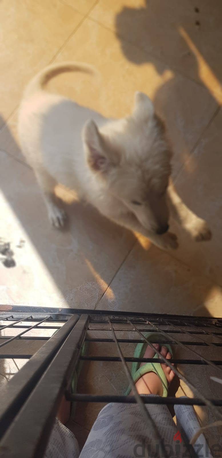 جرمن ابيض White German Shepherd 6