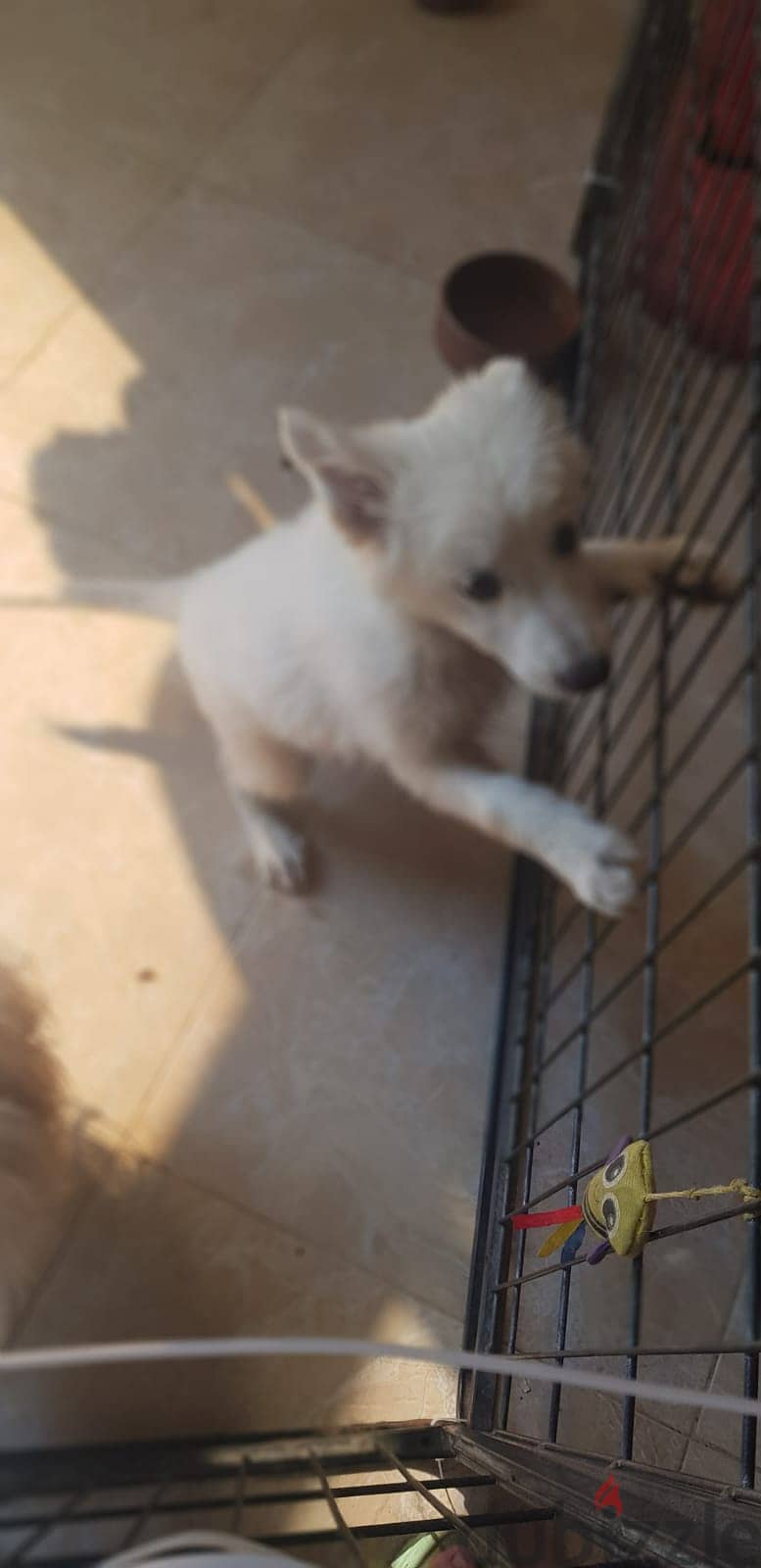 جرمن ابيض White German Shepherd 7