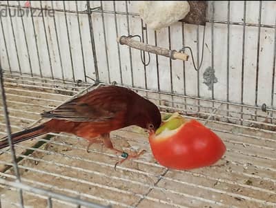 ذكر كناري مغرد