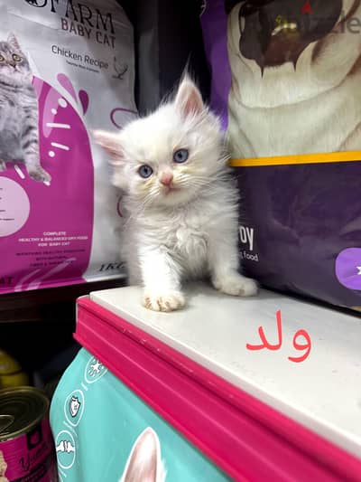قطط شيرازي هيمالايا