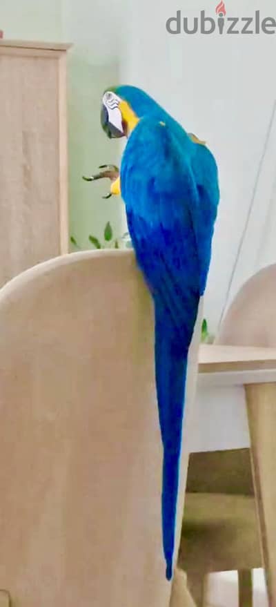مكاو بلو اند جولد متكلم بطلاقة