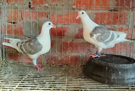 محمد حمدي محب الحمام طيور الزينة