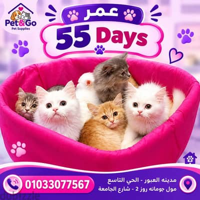  عرض القطة الجديدة من Pet & Go 