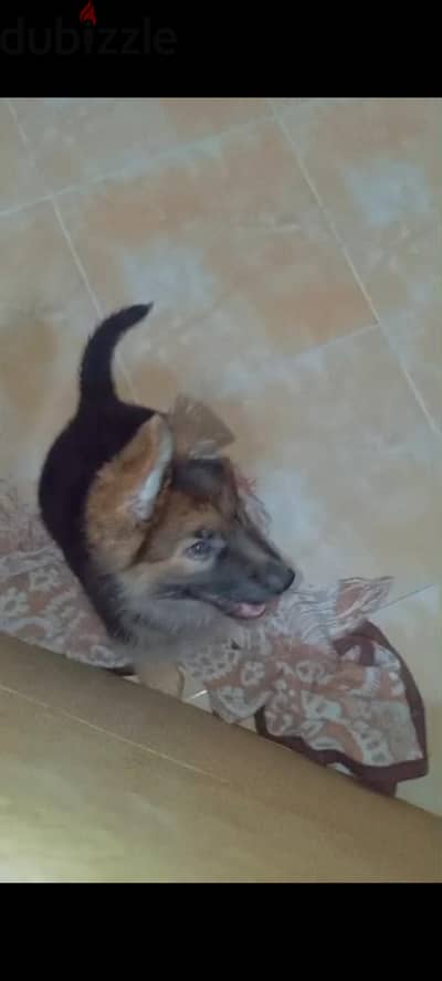للتبني جرو شهرين ونص جيرمن
