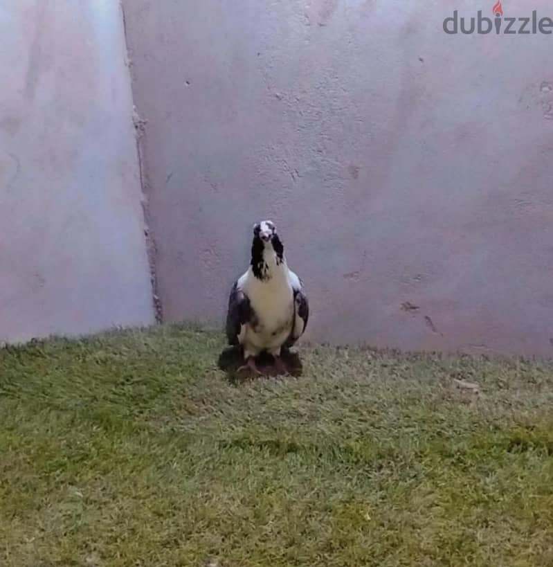 ZEZOO 1