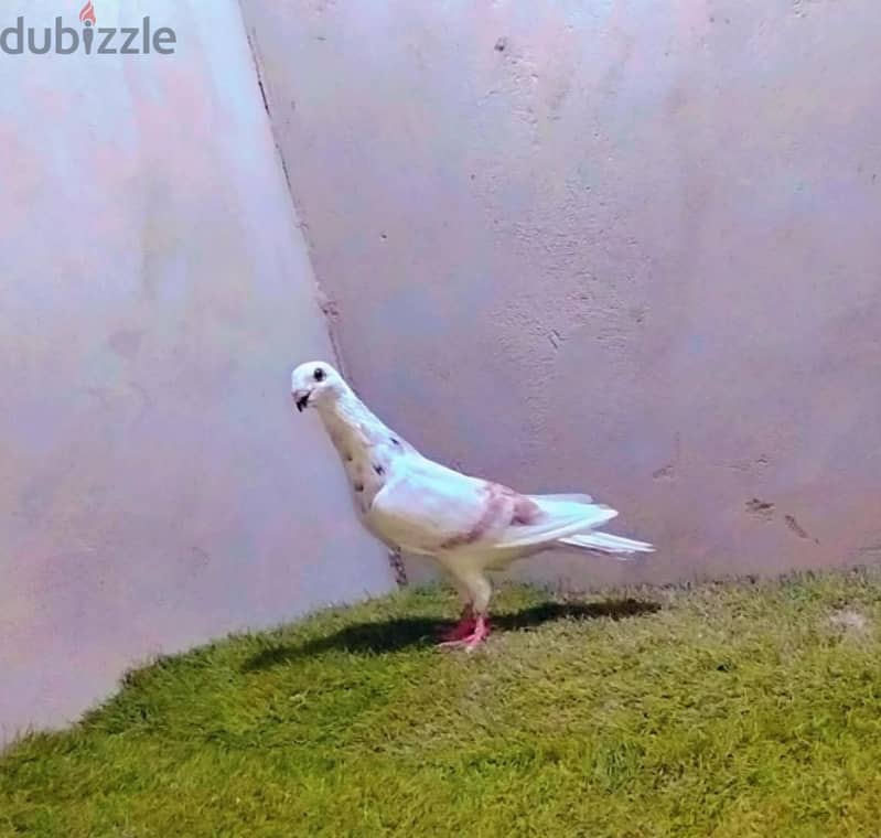 ZEZOO 10
