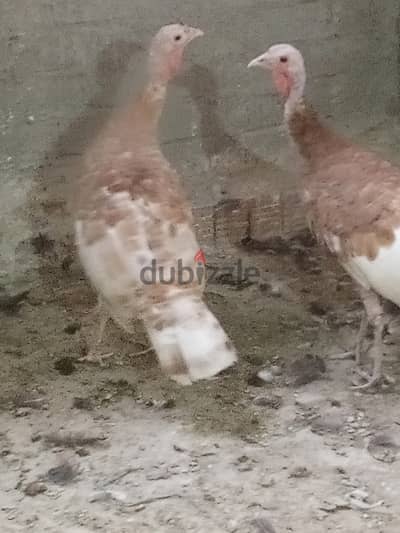 رومي تركي وش شغل نتي