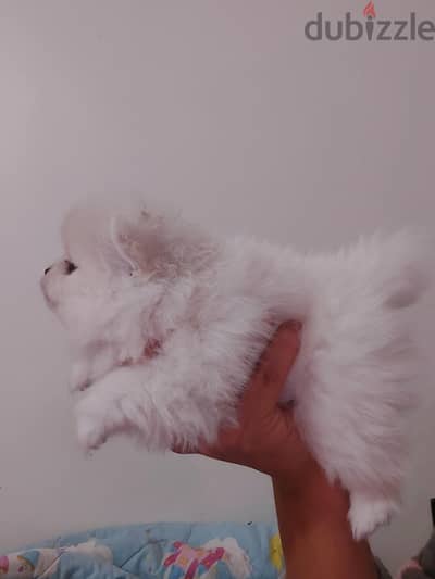 pomarenian puppy بومارنين
