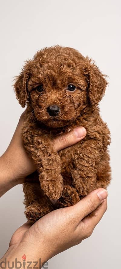 toy poodle