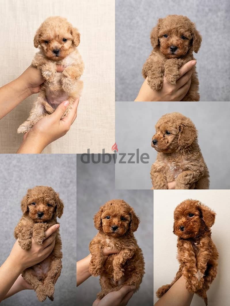 toy poodle 1