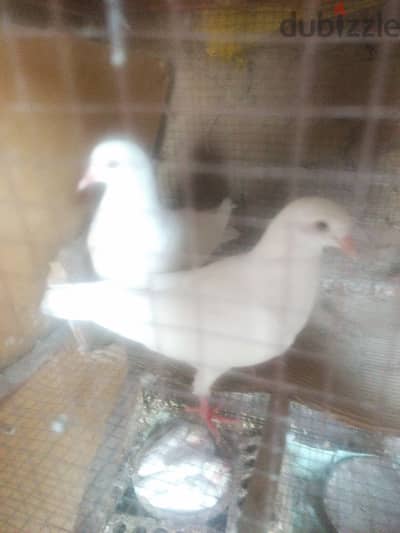 زوج حمام لاحم