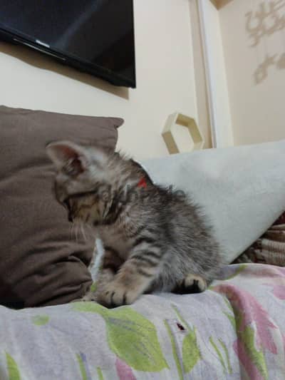 قطه هجين  persian × British shorthair