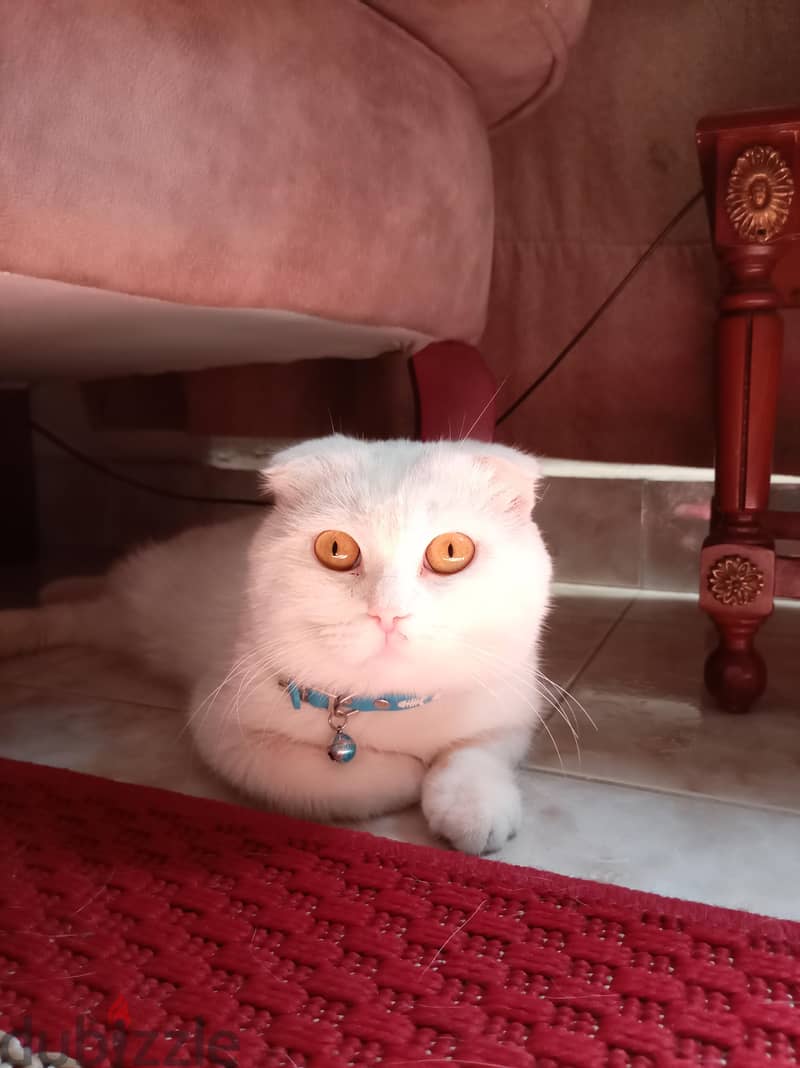 Male Scottish fold for mating > للتزواج فقط 3