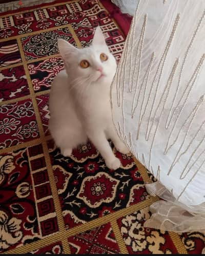 قطه للتبني
