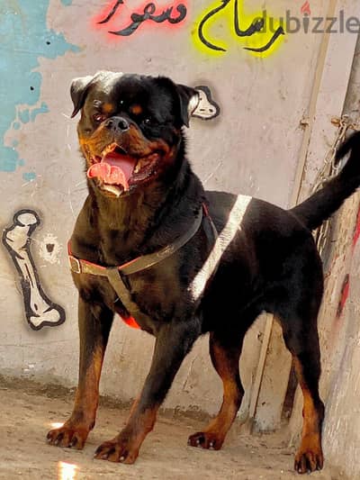 متاح للزواج بطل الروتفايلر (سانتوس) - Champion Rottweiler Stud Santos