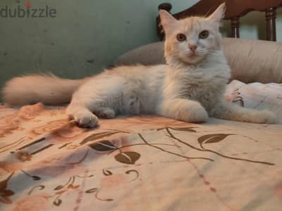 بيع قطعة