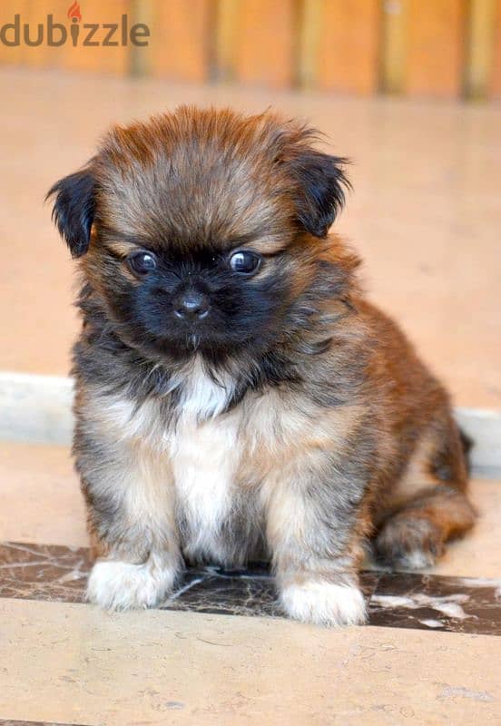 Pekinois - pure 1