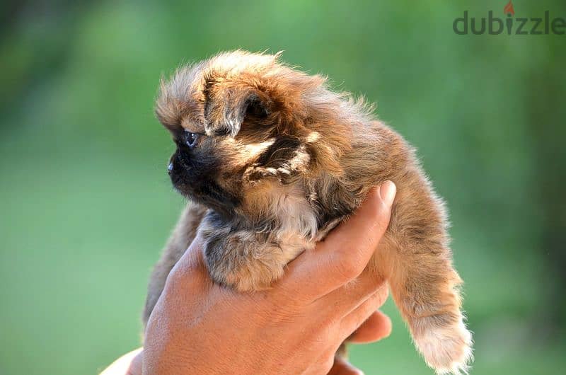 Pekinois - pure 2