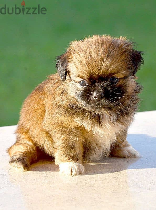 Pekinois - pure 3