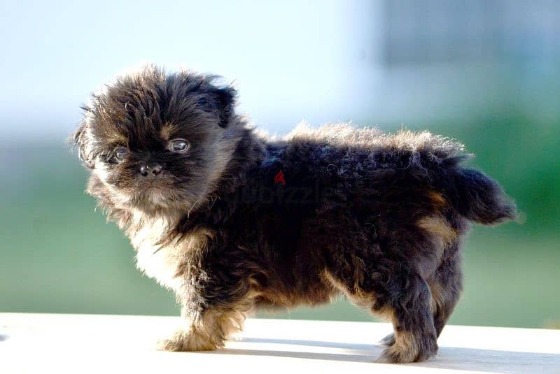 Pekinois - pure 4