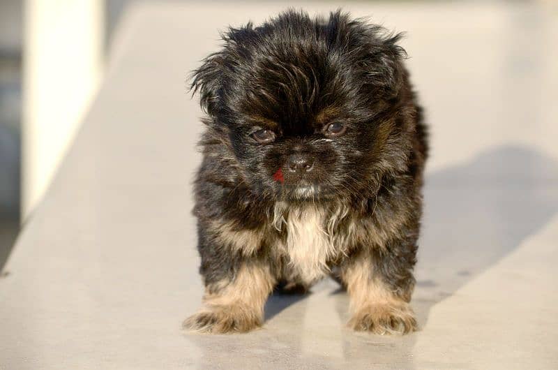 Pekinois - pure 6