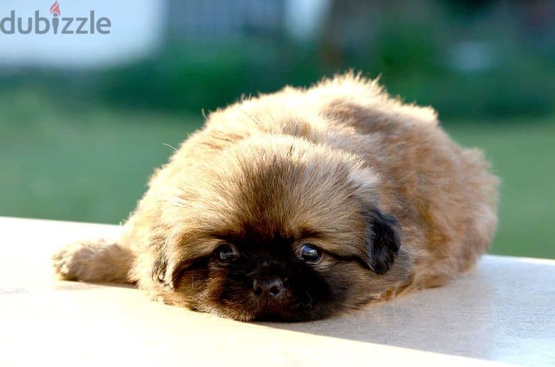 Pekinois - pure 7