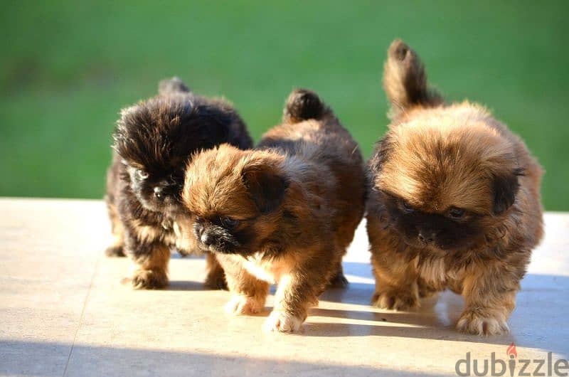 Pekinois - pure 8