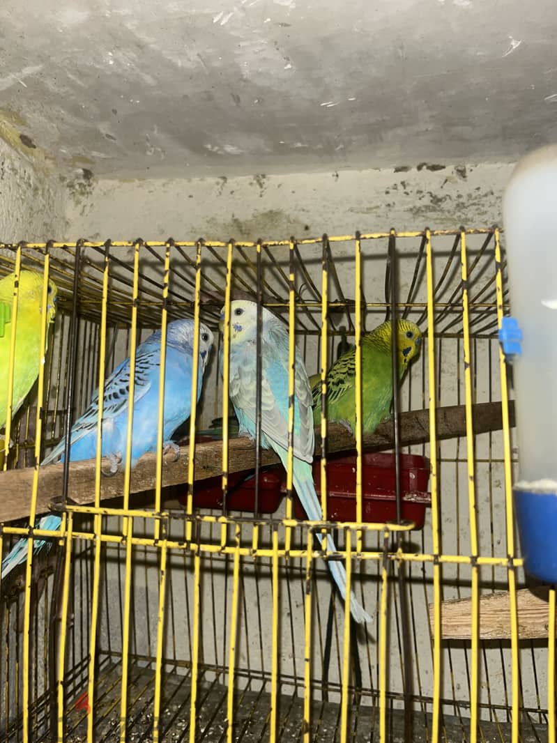 عصافير 2