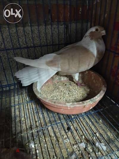ابلق سكروته