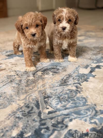 Maltipoo puppy poodle toypoodle مالتيبو بودل