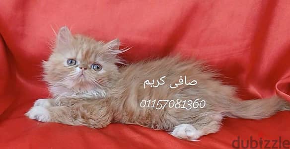 بنوتة ريد وايت زورار