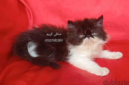 ذكر بلاك وايت زورار