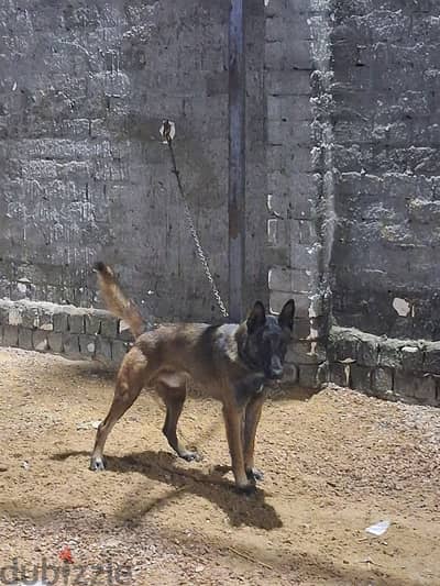 دكر مالينو ابن زئور عندو سنتين