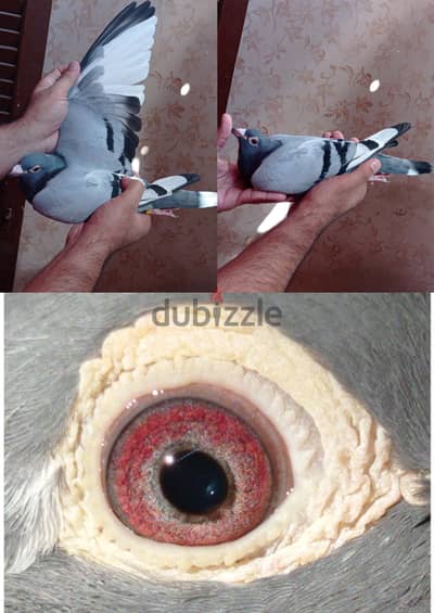 قص زاجل چان أردن  بالتأصيلات