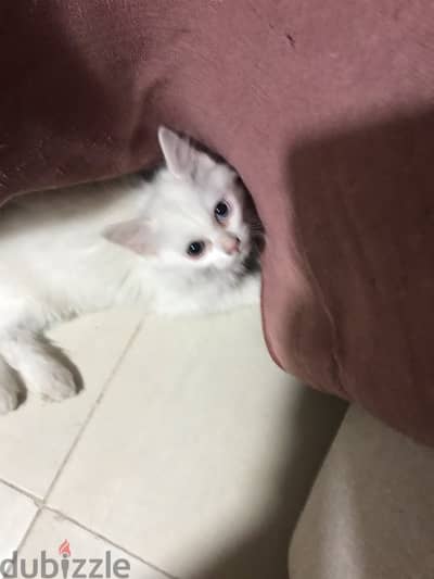 قطه شيرازى