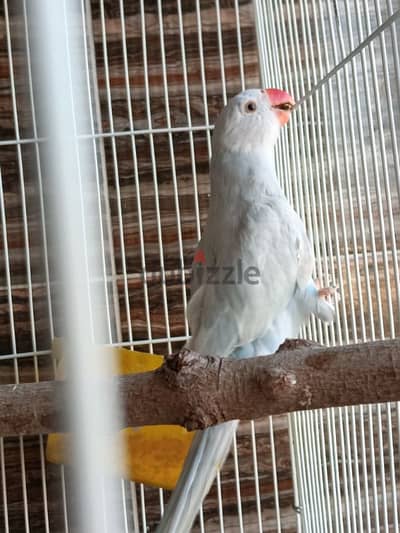 دره لاسونج
