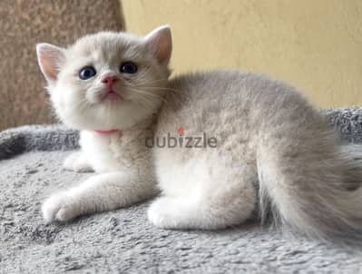 Elite British shorthair Ay12 female