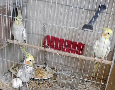 مجموعة مميزة للتصفيه روز و فيشر و كوكتيل مصبع و ايزابيلا