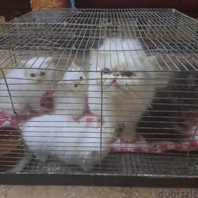 لهواة الچينات و الصفات الوراثيه