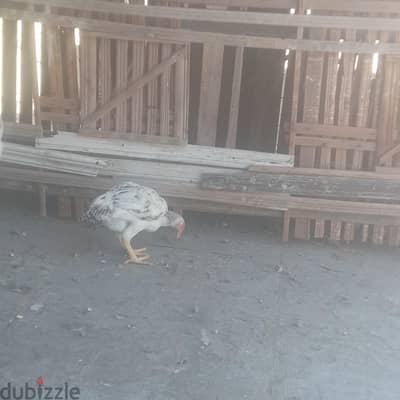 اسره حجازى   واسره فيتنامي