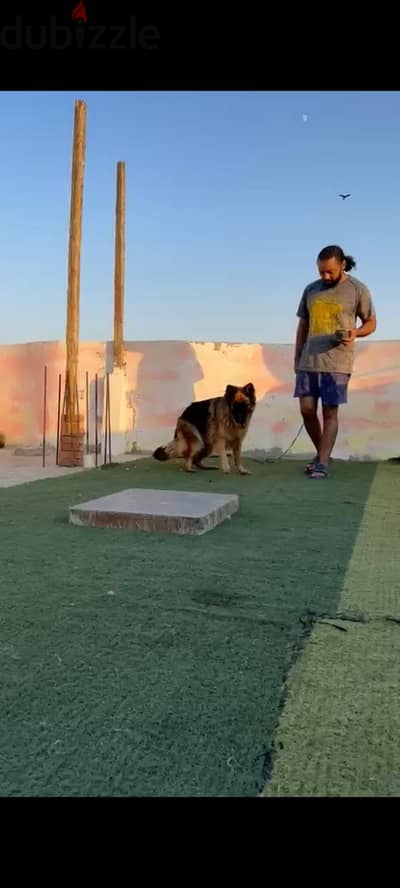 انثى جيرمن شيبرد حايضه
