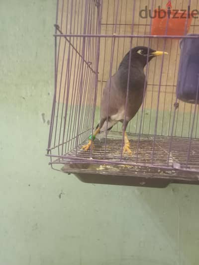 طائر المينا بيتكلم