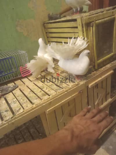 حمام هزاز
