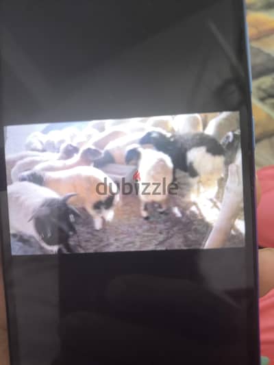 خرفان برقى لحم جيد جدا