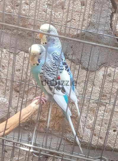 محبي العصافير