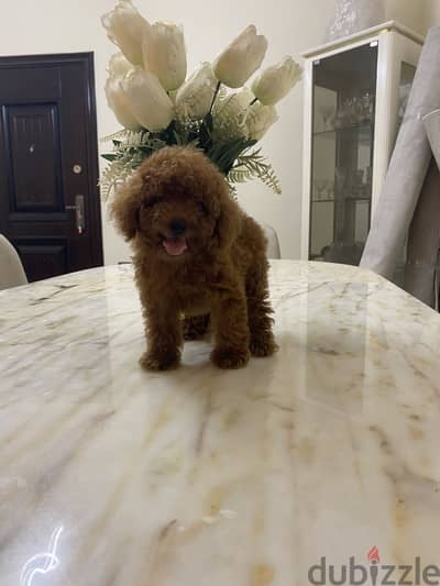 Poodle puppy fci