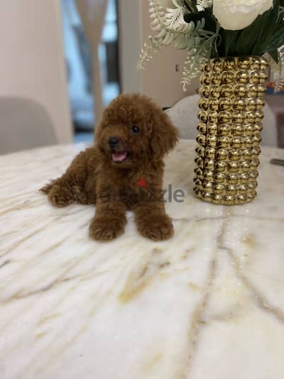 Tcup poodle fci